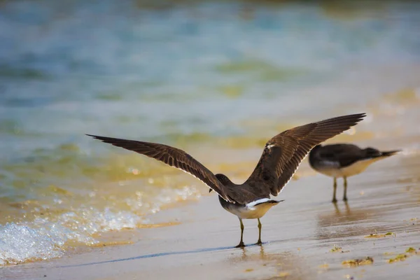 Aves Marinhas Costa Mar Vermelho Jeddah Arábia Saudita — Fotografia de Stock