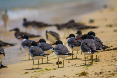 Deniz kuşları, kızıl deniz, jeddah - Suudi Arabistan