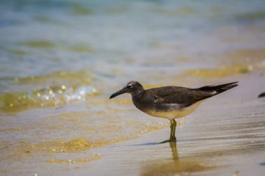 Kızıldeniz kıyısında martı, Jeddah, Suudi Arabistan