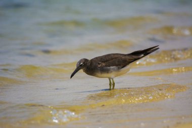 Kızıldeniz kıyısında martı, Jeddah, Suudi Arabistan