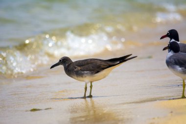 Suudi Arabistan, Jeddah 'da Kızıldeniz kıyısında martı ve beyaz gözlü martılar