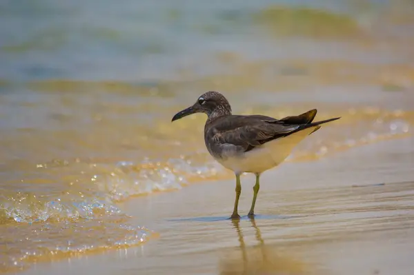 Gaviota Orilla Del Mar Rojo Jeddah Arabia Saudita — Foto de Stock