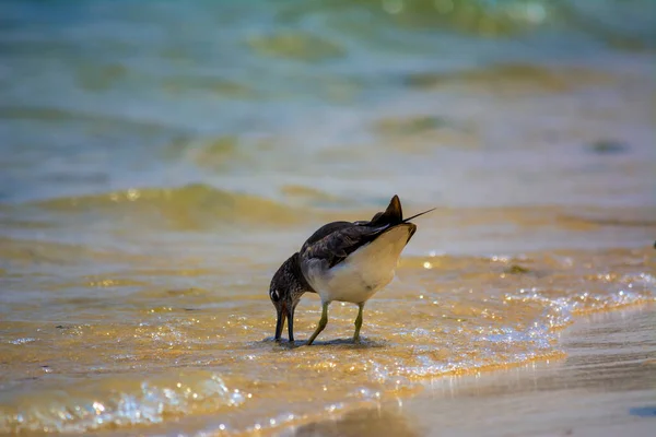 Gaivota Soja Redsea Shore Jeddah Arábia Saudita — Fotografia de Stock