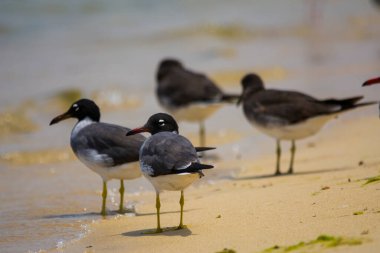 Kızıldeniz kıyısında beyaz gözlü martı, Jeddah, Suudi Arabistan
