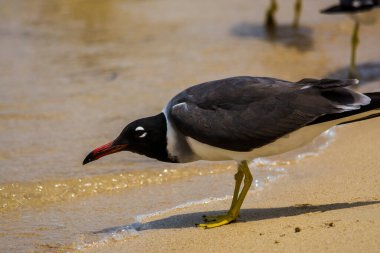 Kızıldeniz kıyısında beyaz gözlü martı, Jeddah, Suudi Arabistan