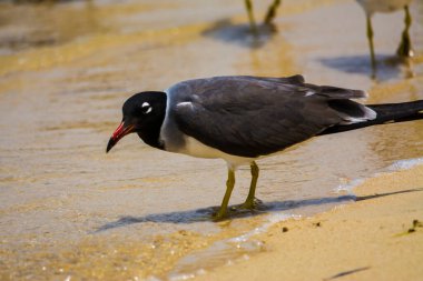 Kızıldeniz kıyısında beyaz gözlü martı, Jeddah, Suudi Arabistan
