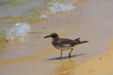 Kızıldeniz kıyısında martı, Jeddah, Suudi Arabistan