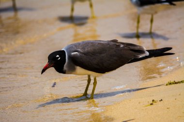 Kızıldeniz kıyısında beyaz gözlü martı, Jeddah, Suudi Arabistan