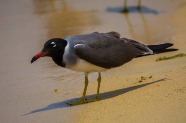 Kızıldeniz kıyısında beyaz gözlü martı, Jeddah, Suudi Arabistan