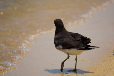 Kızıldeniz kıyısında martı, Jeddah, Suudi Arabistan