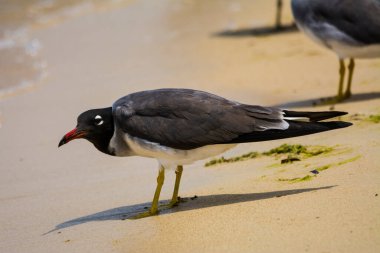 Kızıldeniz kıyısında beyaz gözlü martı, Jeddah, Suudi Arabistan