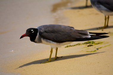 Kızıldeniz kıyısında beyaz gözlü martı, Jeddah, Suudi Arabistan