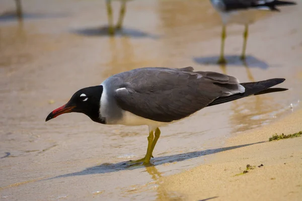 Mouette Aux Yeux Blancs Bord Mer Rouge Jeddah Arabie Saoudite — Photo