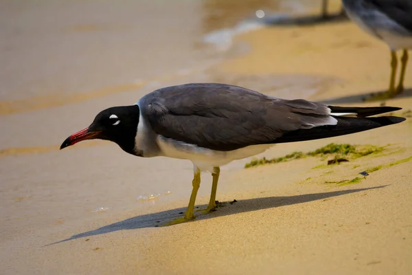 Gaivota Olhos Brancos Redsea Shore Jeddah Arábia Saudita — Fotografia de Stock