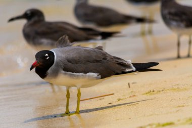 Kızıldeniz kıyısında beyaz gözlü martı, Jeddah, Suudi Arabistan