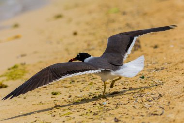 Kızıldeniz kıyısında beyaz gözlü martı, Jeddah, Suudi Arabistan