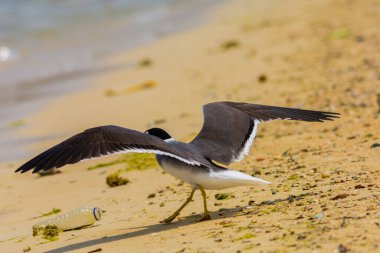 Kızıldeniz kıyısında beyaz gözlü martı, Jeddah, Suudi Arabistan