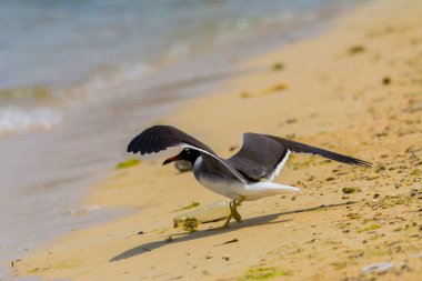 Kızıldeniz kıyısında beyaz gözlü martı, Jeddah, Suudi Arabistan