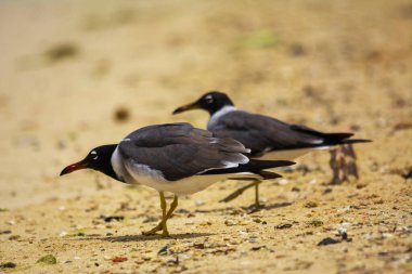 Kızıldeniz kıyısında beyaz gözlü martı, Jeddah, Suudi Arabistan