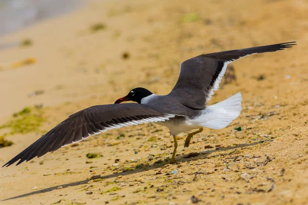 Kızıldeniz kıyısında beyaz gözlü martı, Jeddah, Suudi Arabistan