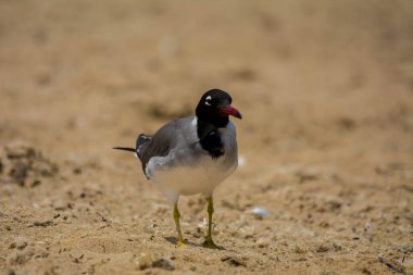 Kızıldeniz kıyısında beyaz gözlü martı, Jeddah, Suudi Arabistan