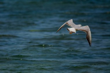 Jeddah, Suudi Arabistan 'da yaygın martılar, Kızıldeniz kıyıları