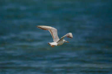 Jeddah, Suudi Arabistan 'da yaygın martılar, Kızıldeniz kıyıları
