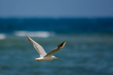 Jeddah, Suudi Arabistan 'da yaygın martılar, Kızıldeniz kıyıları