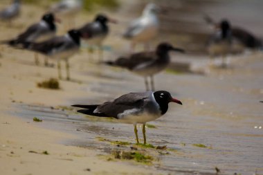 Kızıldeniz kıyısında beyaz gözlü martı, Jeddah, Suudi Arabistan
