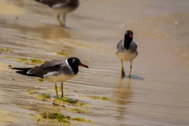 Kızıldeniz kıyısında beyaz gözlü martı, Jeddah, Suudi Arabistan