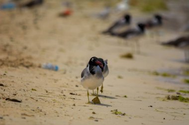 Kızıldeniz kıyısında beyaz gözlü martı, Jeddah, Suudi Arabistan