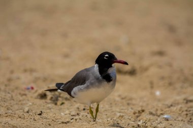 Kızıldeniz kıyısında beyaz gözlü martı, Jeddah, Suudi Arabistan