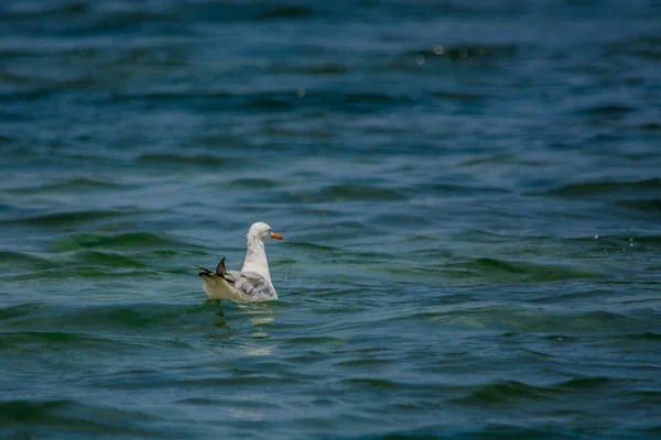 Gaivotas Comuns Costa Redsea Jeddah Arábia Saudita — Fotografia de Stock