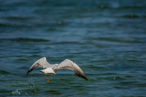 Gaivotas Comuns Costa Redsea Jeddah Arábia Saudita — Fotografia de Stock