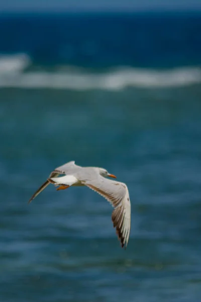 Common Gulls Redsea Shore Jeddah Saudi Arabia — Stock Photo, Image