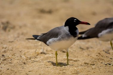Kızıldeniz kıyısında beyaz gözlü martı, Jeddah, Suudi Arabistan