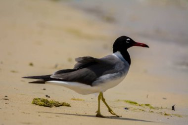 Kızıldeniz kıyısında beyaz gözlü martı, Jeddah, Suudi Arabistan