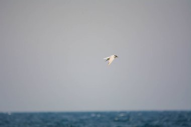 Deniz kuşları, kızıl deniz, jeddah - Suudi Arabistan