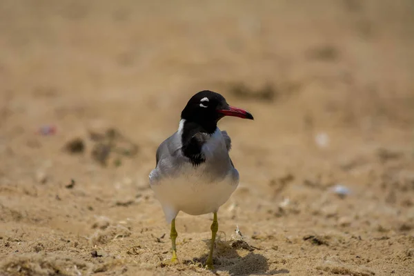 White Eyed Gull Redsea Shore Jeddah Saudi Arabia — Stock Photo, Image