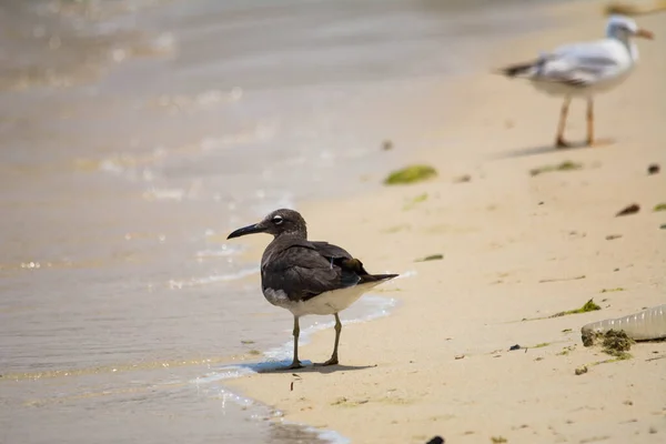 Roetmeeuw Aan Roodzeekust Jeddah Saudi Arabië — Stockfoto