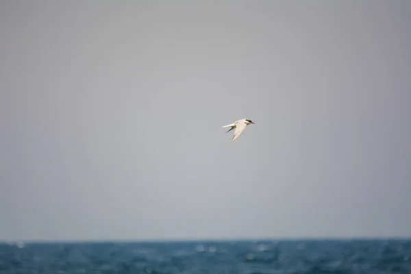 Mořští Ptáci Pobřeží Rudé Moře Jedda Saudská Arábie — Stock fotografie