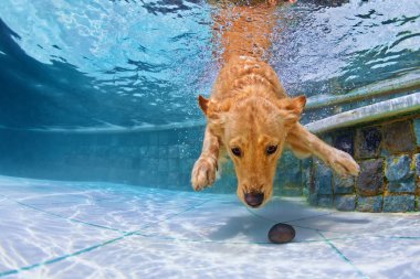 Havuzda suyun altında köpek