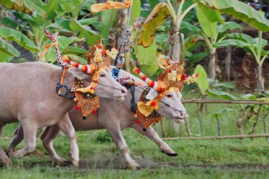 Boğa eylem geleneksel balinese su bufalo yarışı