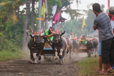 Boğa eylem geleneksel balinese su bufalo yarışı