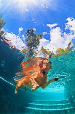 Golden labrador retriever köpek yüzme havuzunda. Sualtı komik fotoğraf