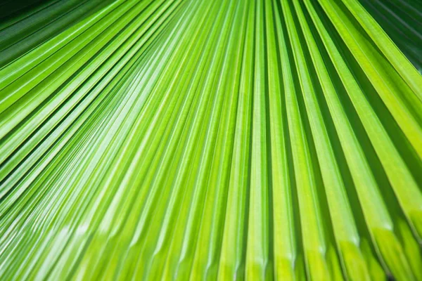 Striped  leaf of tropical palm. Abstract green texture background.