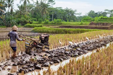 Ubud, Bali Adası, Endonezya - 25 Mart 2017: Endonezyalı çiftçi çift çekişli traktör tarlasında pirinç tarlası sürüyor. Geleneksel pirinç tarlaları, Bali köylerinde tarım. 
