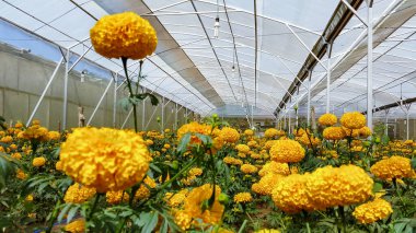 Parlak turuncu çiçekli bir tarla. Tagetes ereksiyon ya da marigold çiftliği. Meksika 'da etiketler geleneksel Ölüler Günü için, Tayland' da ve Bali 'de dini adak için kullanılır.
