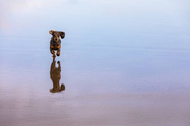 Dachshund köpek yavrusunun fotoğrafı deniz sahilinde gezen porsuk köpek olarak bilinir. Su havuzunda koşan komik köpek. Eylemler, evcil hayvanlarla antrenman oyunları ve yaz tatilinde popüler köpek yavruları.