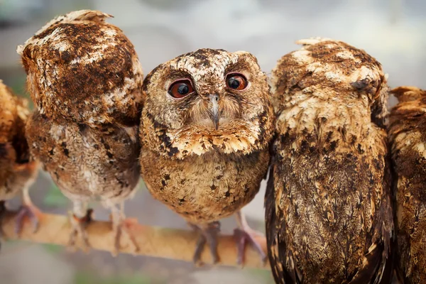 好奇心が強い赤ちゃんフクロウの面白い肖像画 — ストック写真